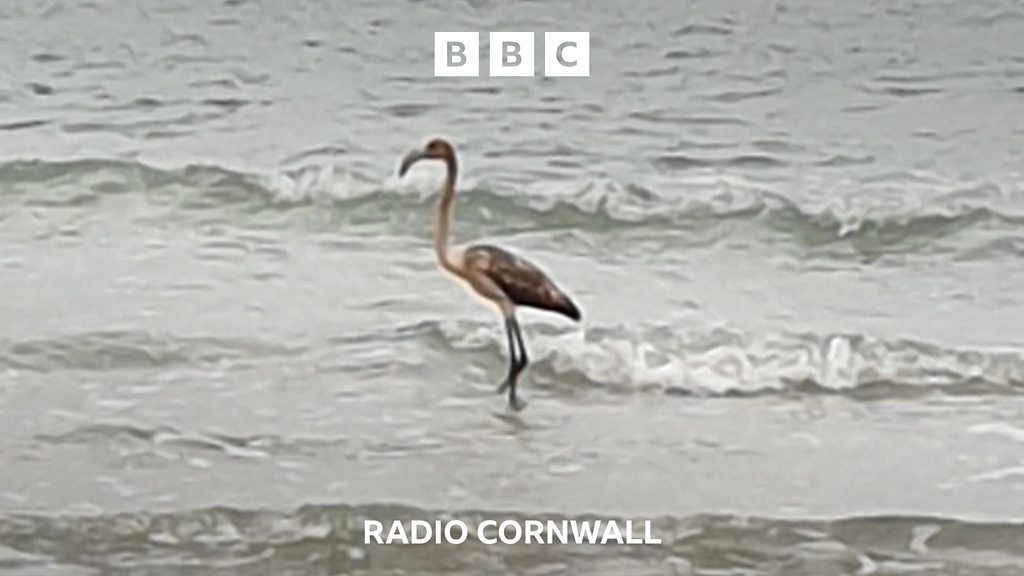 You are currently viewing Has Frankie the Flamingo flown to France?