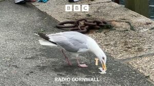 Read more about the article Shouting at a seagull might stop it stealing food