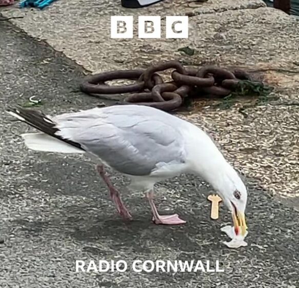 Shouting at a seagull might stop it stealing food