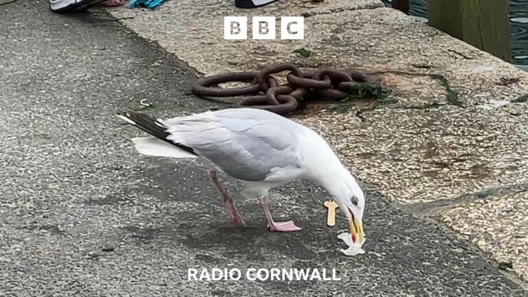 Read more about the article Shouting at a seagull might stop it stealing food