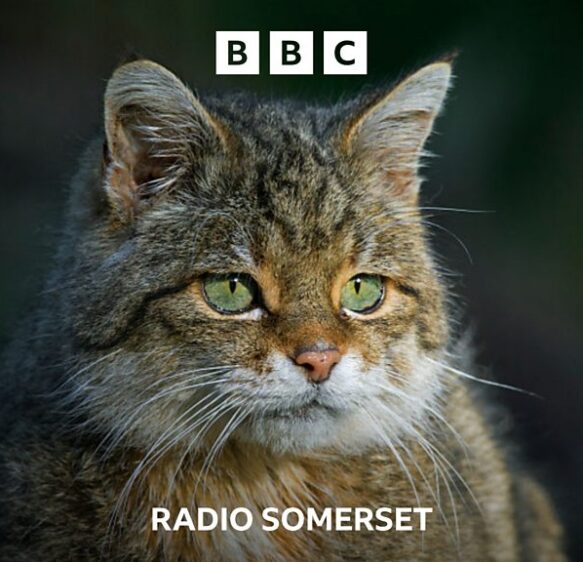 Are Wildcats returning to Somerset?