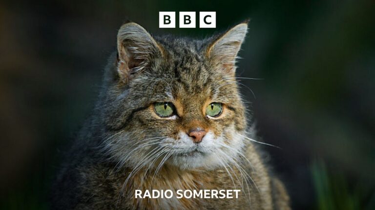 Read more about the article Are Wildcats returning to Somerset?