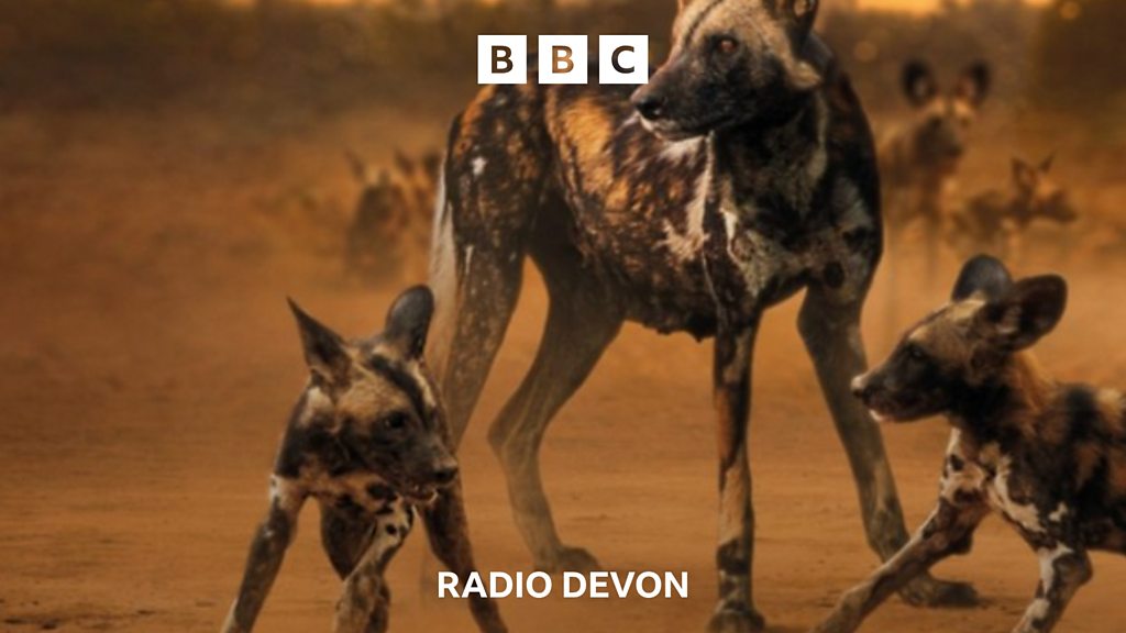 You are currently viewing From Dartmoor to the plains of Zambia