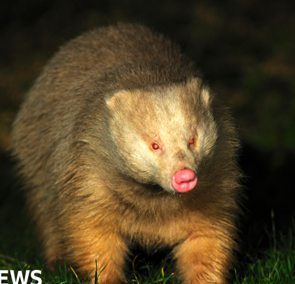 Parnham Park housing plan ‘threatens blonde badgers’