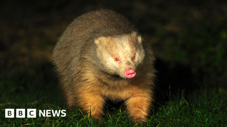 Read more about the article Parnham Park housing plan ‘threatens blonde badgers’