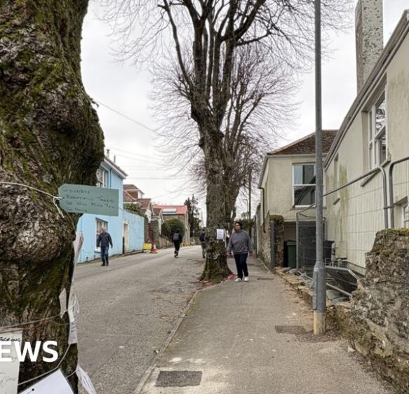 Cornwall Council sets provisional date to fell lime trees
