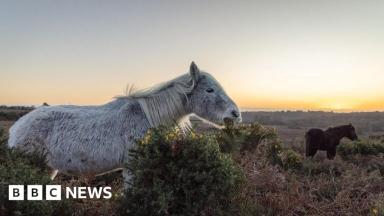 Read more about the article This week’s images from the south of England
