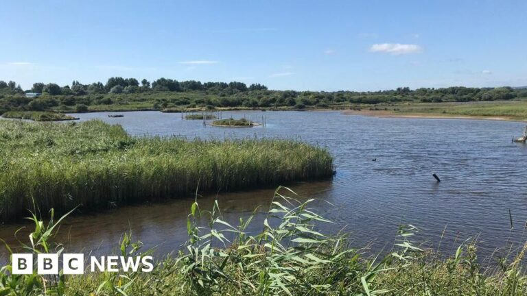 Read more about the article RSPB defends Radipole and Lodmoor nature reserve visitor cutbacks