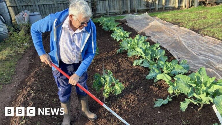 Read more about the article Growing crops in Paignton allotment ‘good for the soul’