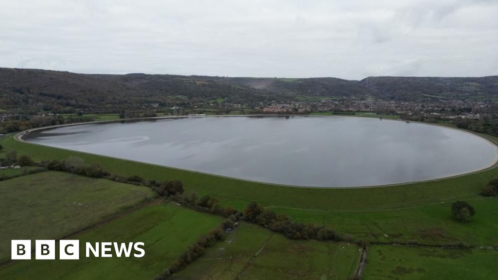 You are currently viewing Police investigation as gulls die in ‘shooting’
