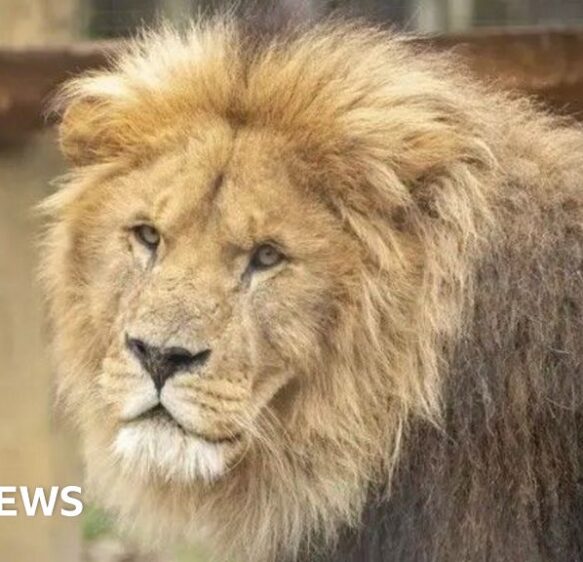 Weekly quiz: Who has bought two South West zoos?