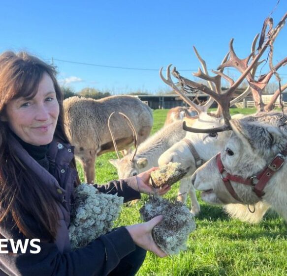 Somerset reindeer farm could close over zoo licence dispute