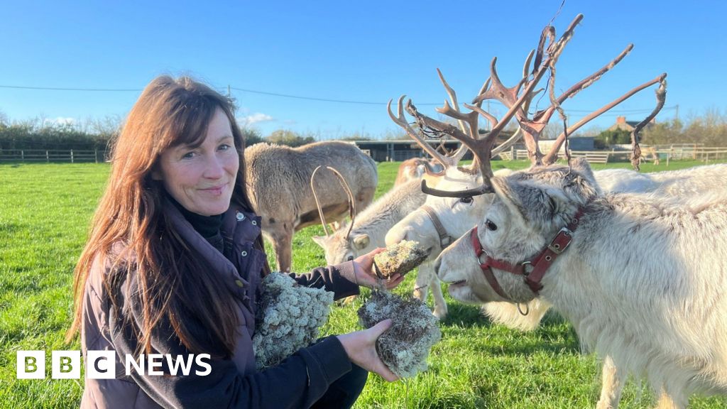 You are currently viewing Somerset reindeer farm could close over zoo licence dispute