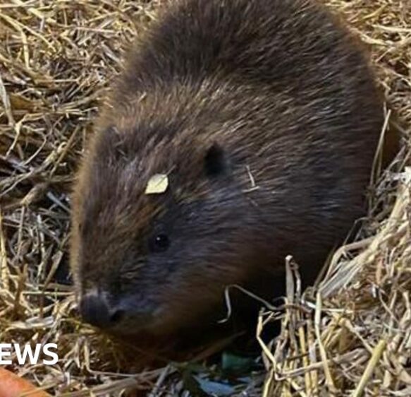 Young female beaver’s arrival ‘exciting moment’ for sanctuary