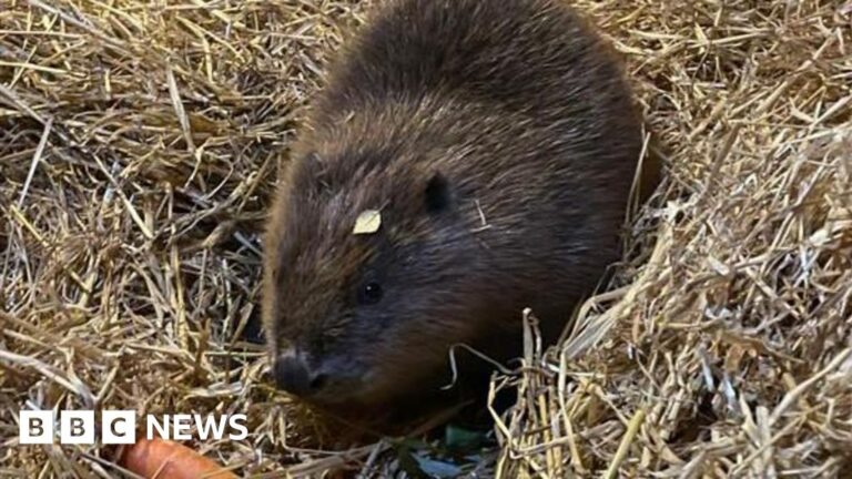 Read more about the article Young female beaver’s arrival ‘exciting moment’ for sanctuary