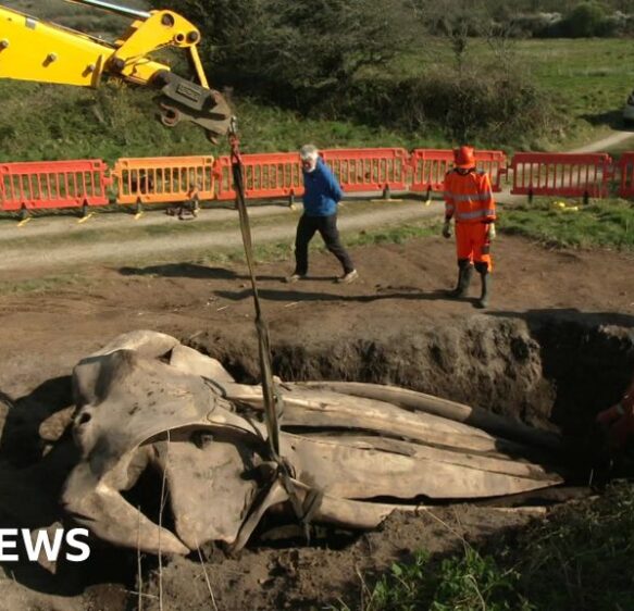 The story of the buried whale’s head