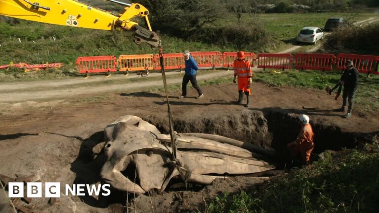 Read more about the article The story of the buried whale’s head