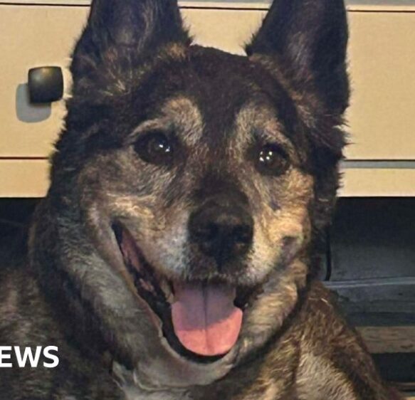 Cornwall dog Lulu finds forever home after 795 days in kennels