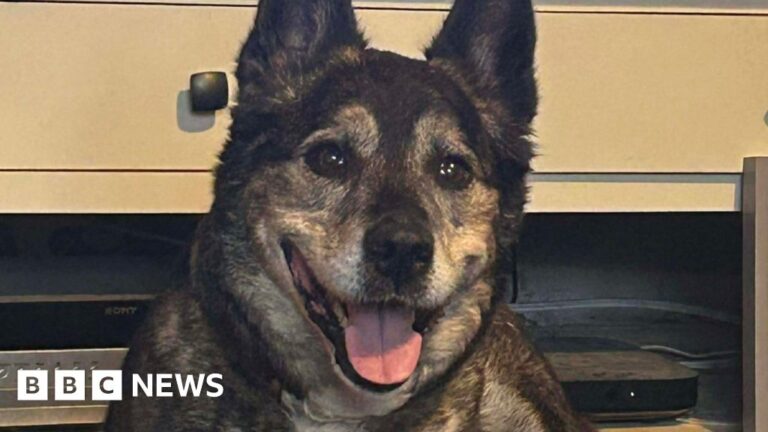 Read more about the article Cornwall dog Lulu finds forever home after 795 days in kennels