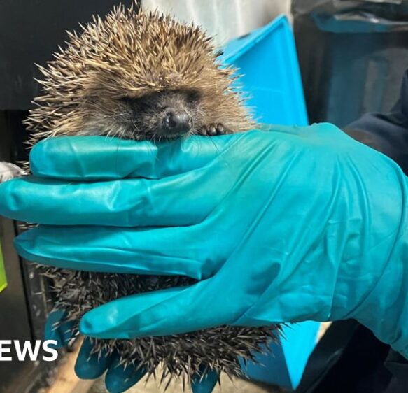 Hedgehog rescue centre. Prickles and Paws, nearing completition