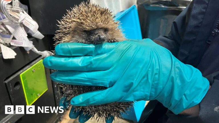 Read more about the article Hedgehog rescue centre. Prickles and Paws, nearing completition