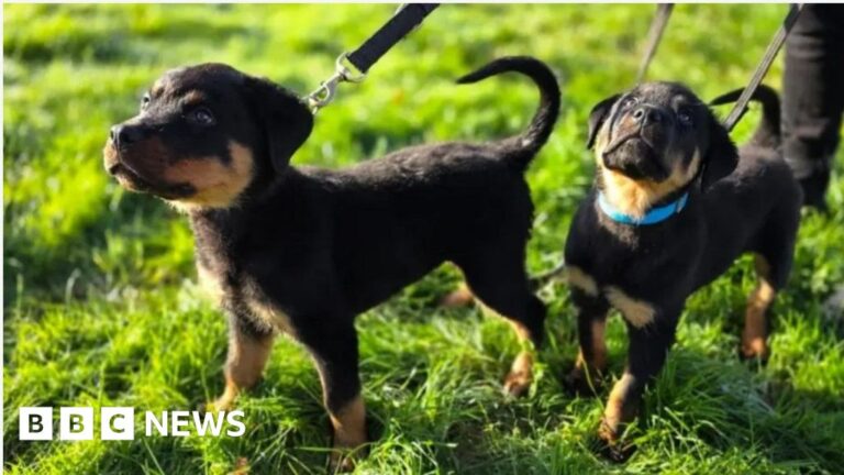 Read more about the article Weekly quiz: What's the name of these police pups?
