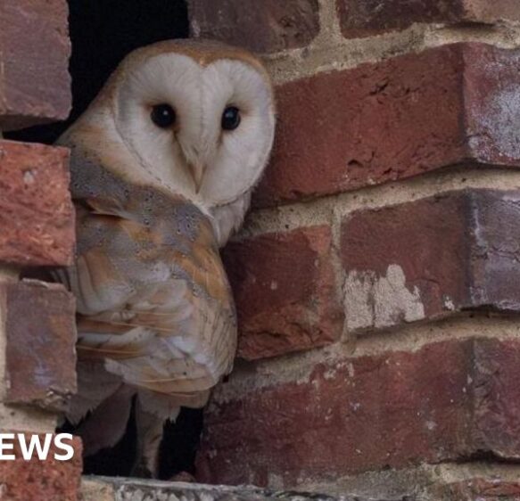 Breeding barn owls ‘beat odds’ to raise chick at Hengistbury Head