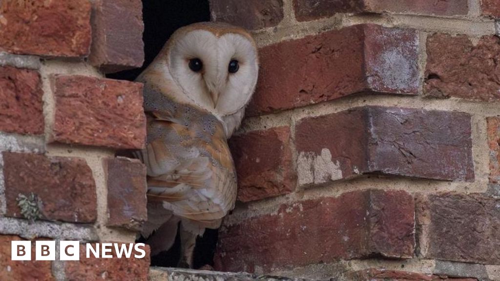 You are currently viewing Breeding barn owls ‘beat odds’ to raise chick at Hengistbury Head