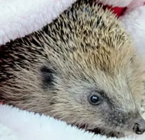 Recovery of hedgehog rescued in Devon ‘made our Christmas’