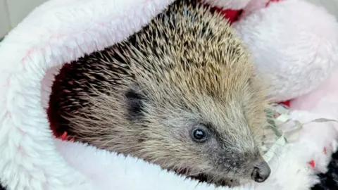 Read more about the article Recovery of hedgehog rescued in Devon ‘made our Christmas’