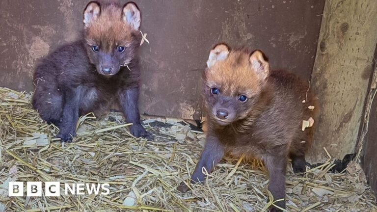 Read more about the article Rare wolf pups’ birth spark Paignton Zoo celebrations