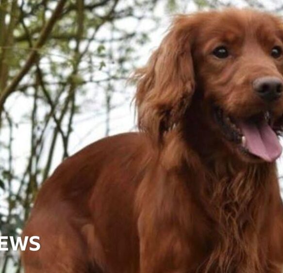 Police searching for dog after suspected theft in west Dorset