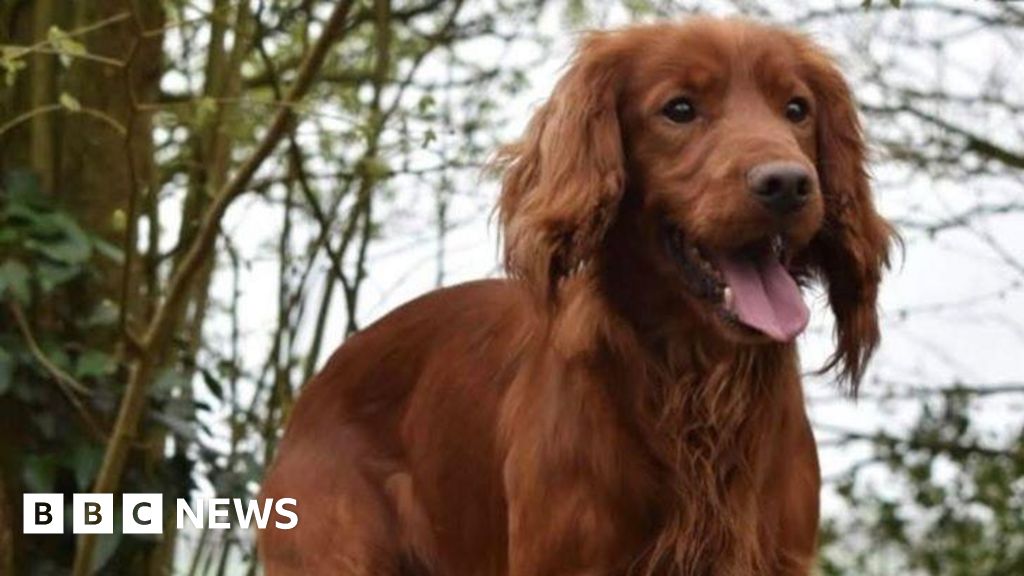 You are currently viewing Police searching for dog after suspected theft in west Dorset