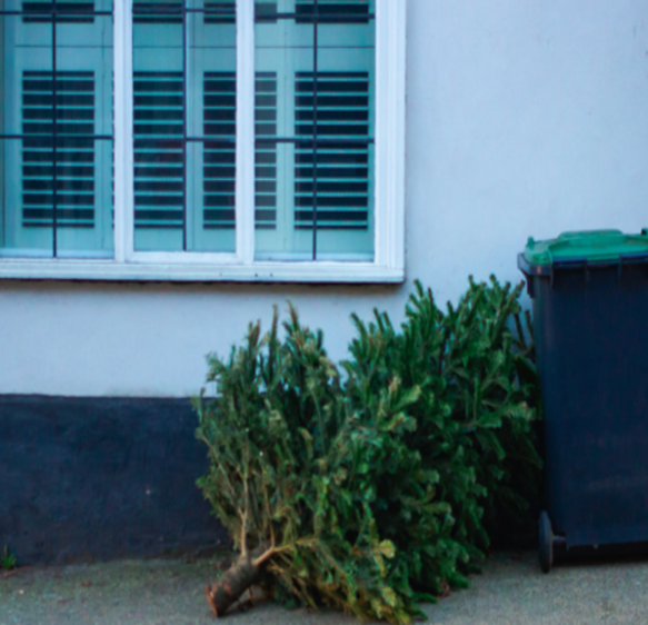 What can I do with my Christmas tree after the festive period?