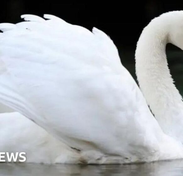 Warning as bird flu found in dead swans near Dorchester