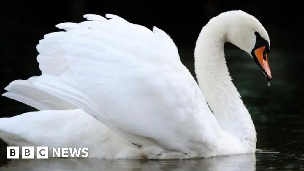 You are currently viewing Warning as bird flu found in dead swans near Dorchester