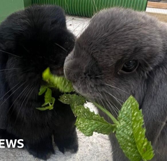 Police investigate Weymouth rabbit rescue centre burglary
