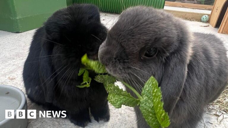 Read more about the article Police investigate Weymouth rabbit rescue centre burglary