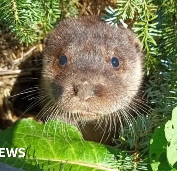 Devon residents asked to donate used Christmas trees for otters