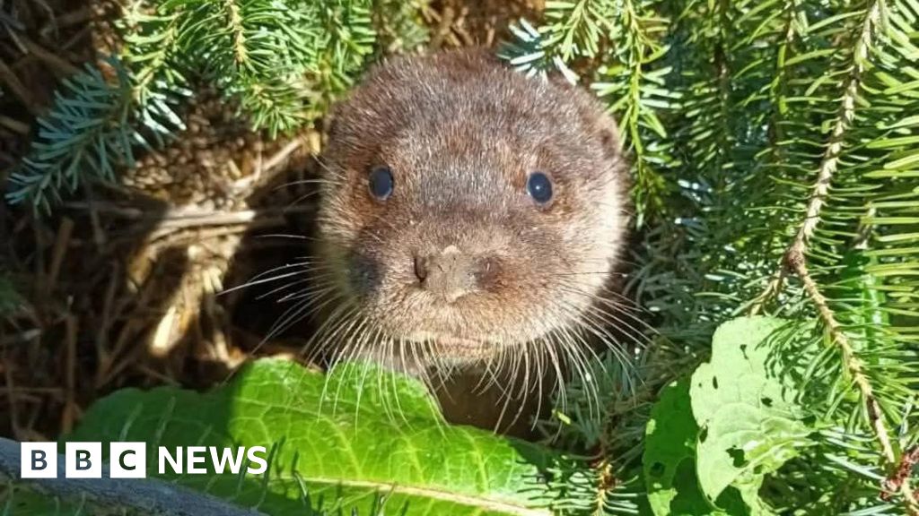 You are currently viewing Devon residents asked to donate used Christmas trees for otters