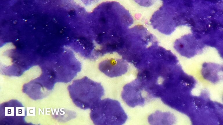 Read more about the article Bournemouth micro artist beats own world record with sculpture