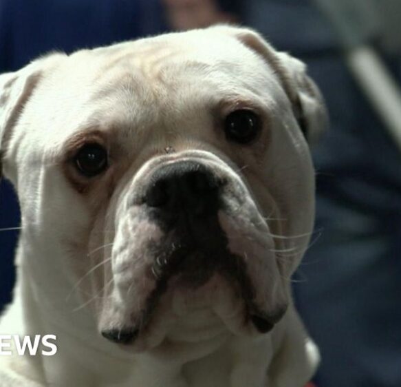 Cost of living fuels rise in dogs needing homes, charity says