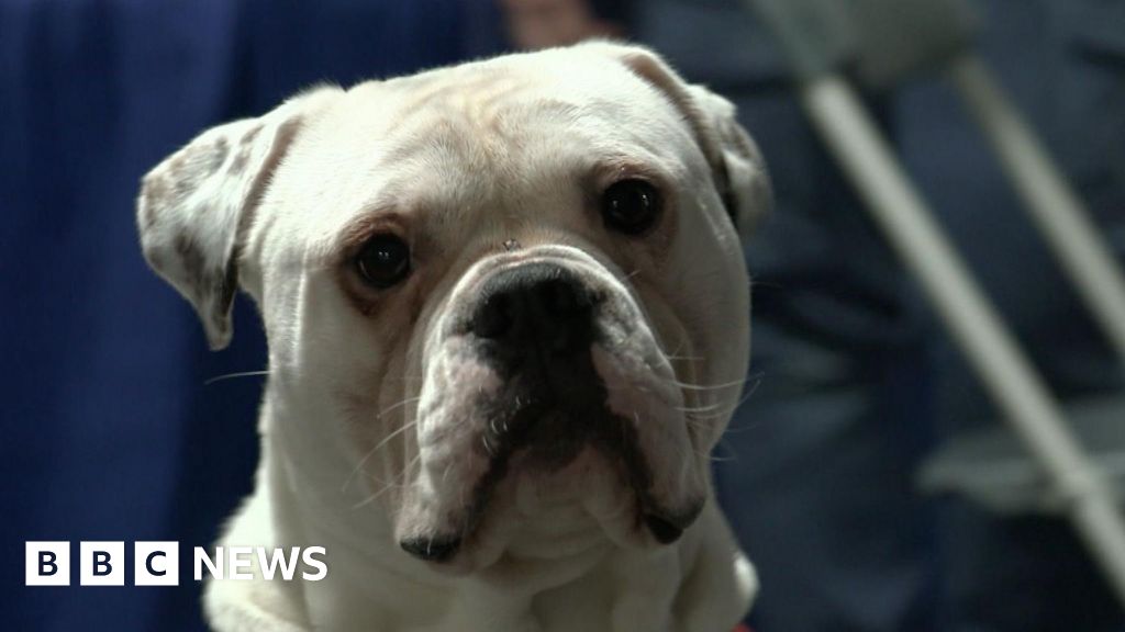 You are currently viewing Cost of living fuels rise in dogs needing homes, charity says