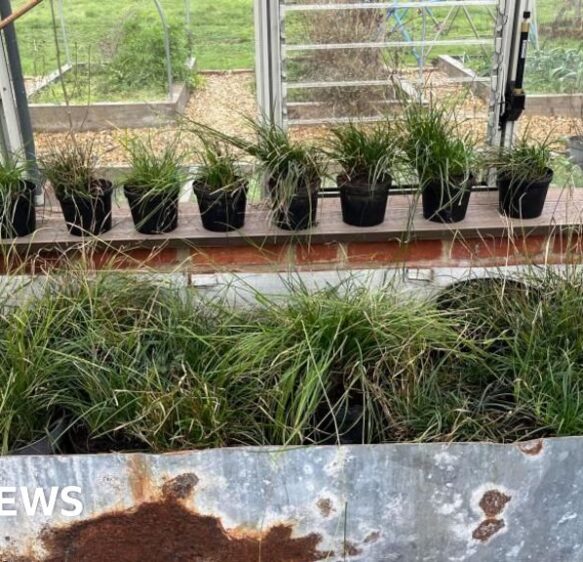 Somerset conservationists work to save rare UK plant