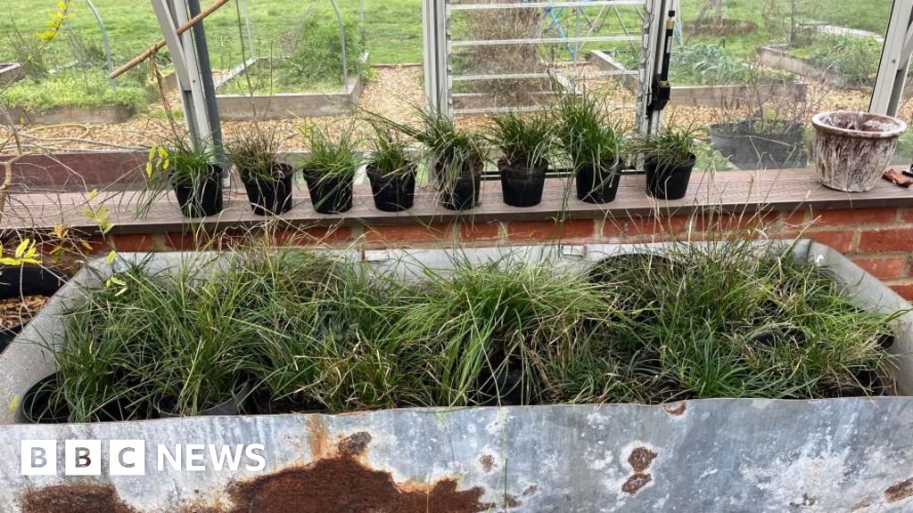 You are currently viewing Somerset conservationists work to save rare UK plant