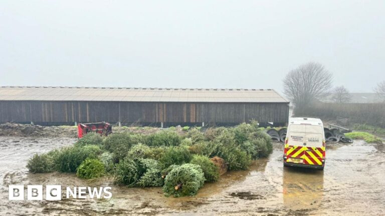 Read more about the article Cricket club collects Christmas trees to help young players