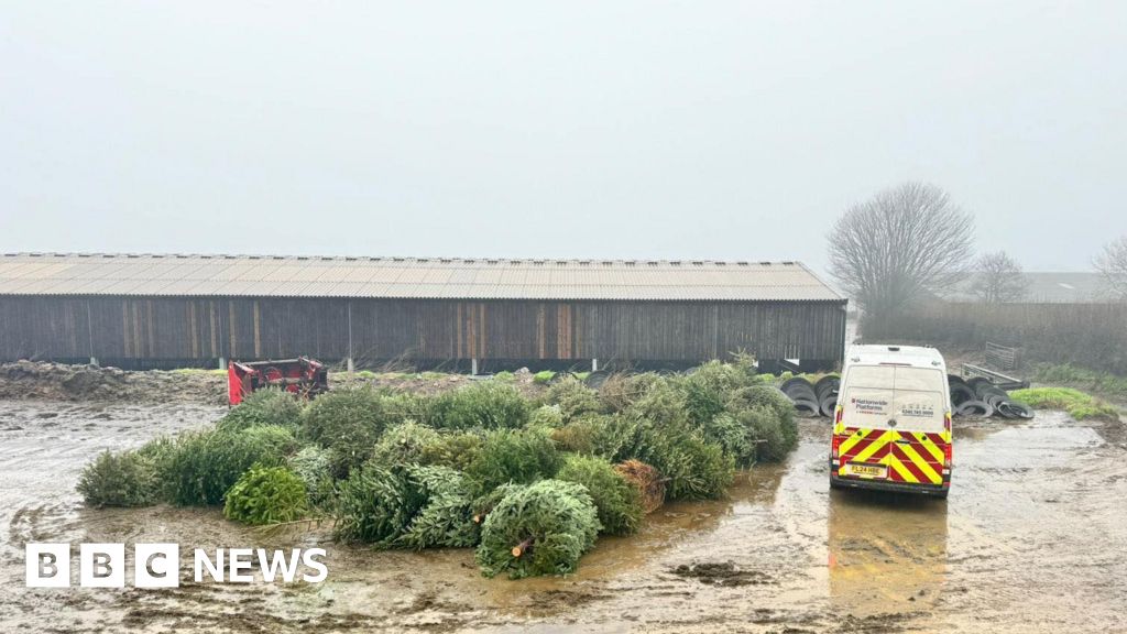 You are currently viewing Cricket club collects Christmas trees to help young players