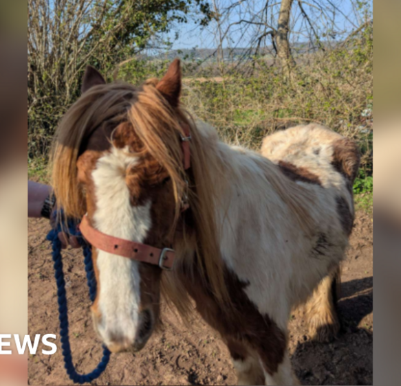 Somerset owner ban after horses found with “bones protruding”