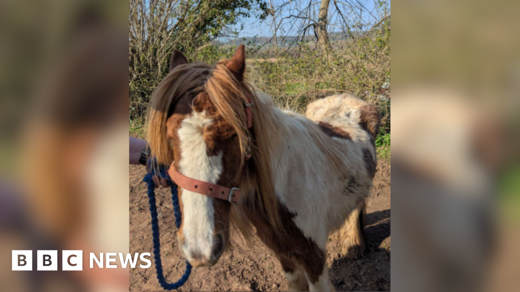 You are currently viewing Somerset owner ban after horses found with “bones protruding”