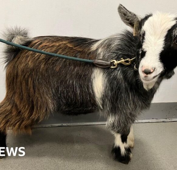 Therapy goats in Devon “bring a bit of something different”